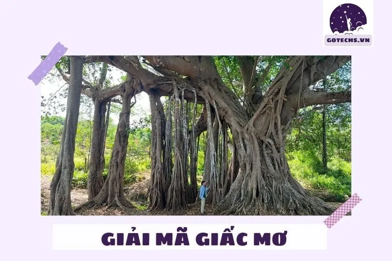 Giải mã giấc mơ nằm mơ thấy cây đa