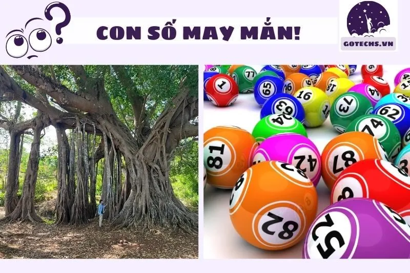 Con số may mắn liên quan đến nằm mơ thấy cây đa