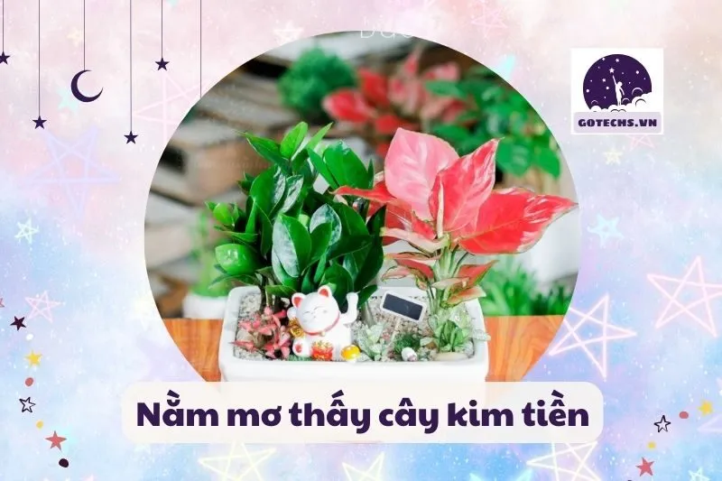 nằm mơ cây kim tiền
