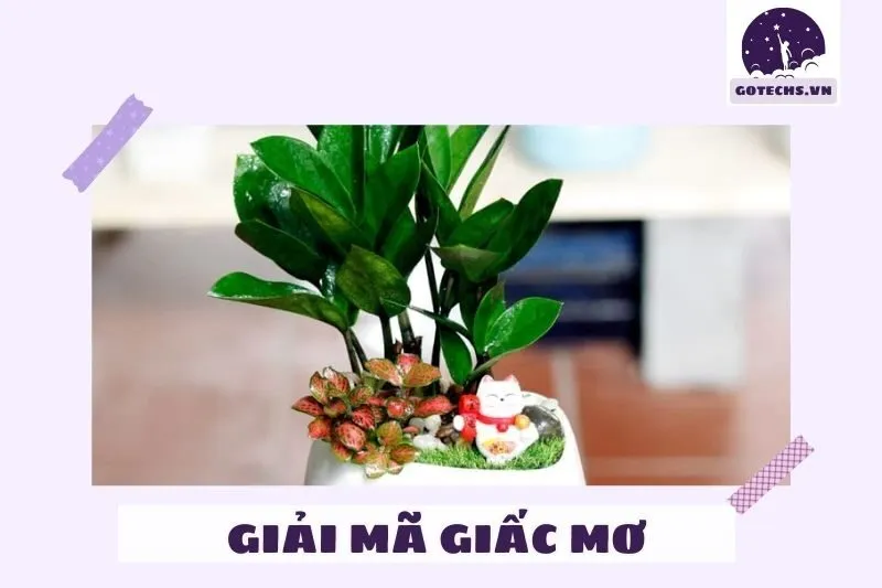 Ý nghĩa của nằm mơ thấy cây kim tiền