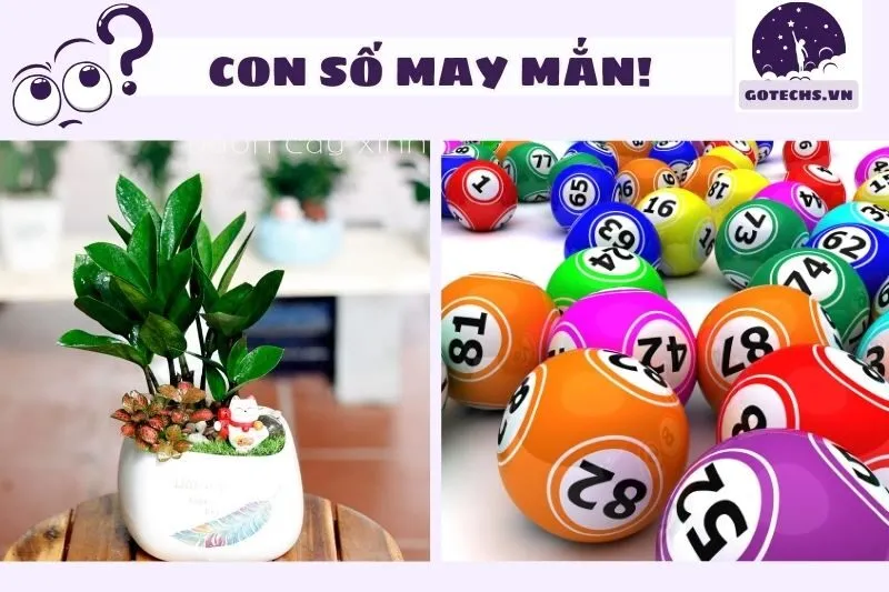 Các con số may mắn liên quan đến giấc mơ cây kim tiền