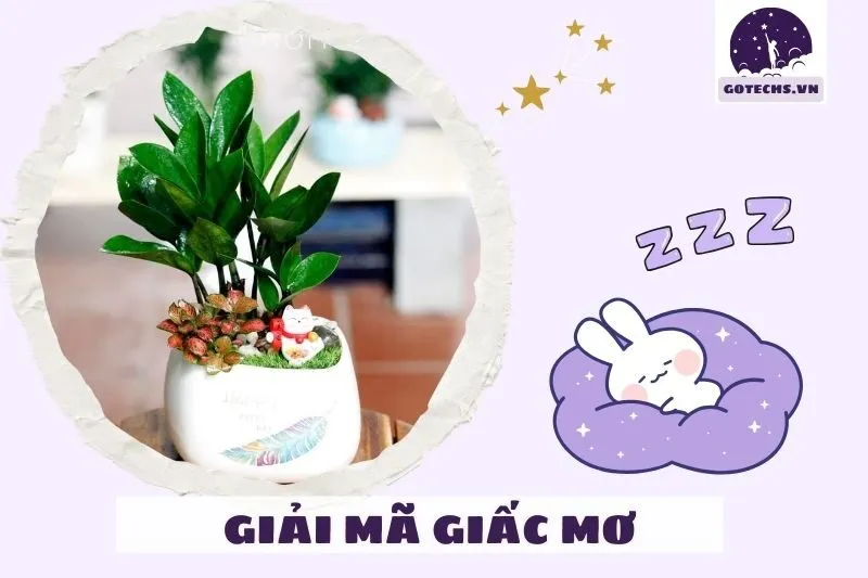 Các tình huống khác nhau khi mơ thấy cây kim tiền