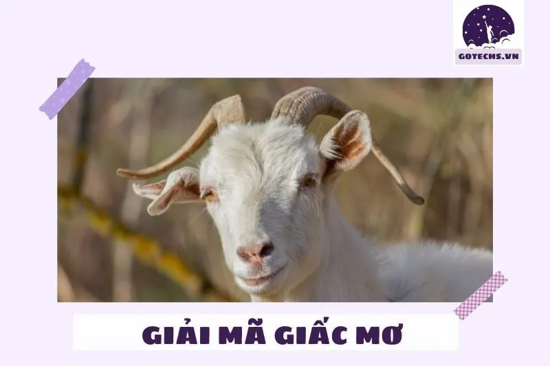 Ý nghĩa của nằm mơ thấy con dê