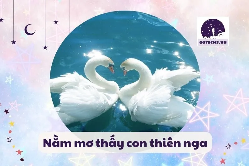Nằm mơ thấy thiên nga