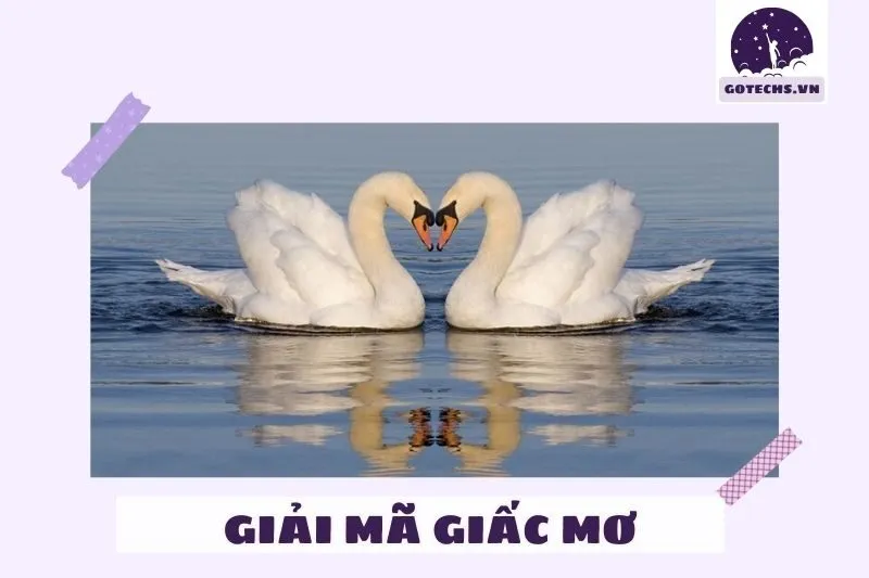 Ý nghĩa nằm mơ thấy con thiên nga