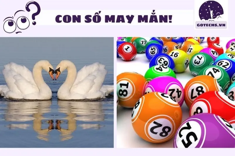 Các số may mắn liên quan đến giấc mơ thấy thiên nga