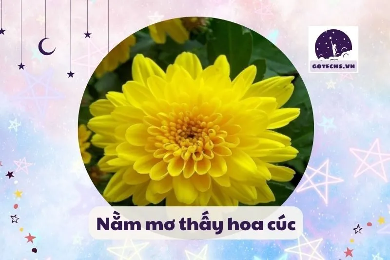 Nằm mơ thấy hoa cúca