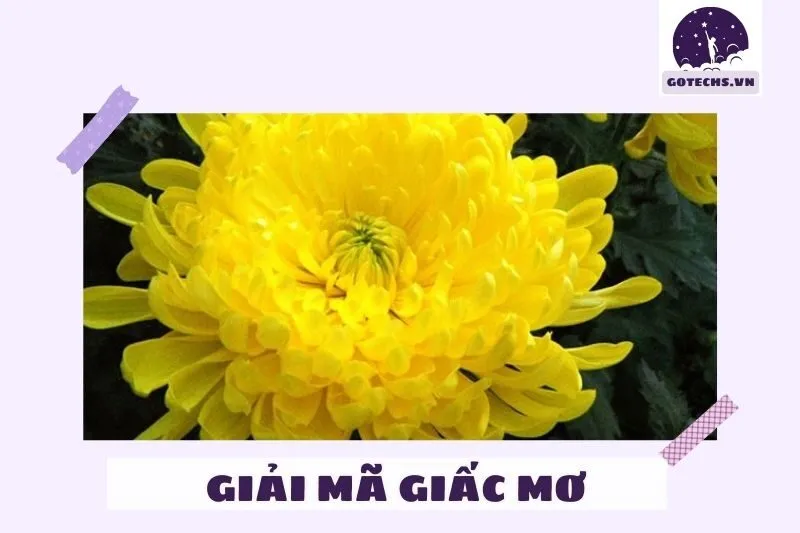 Ý nghĩa nằm mơ thấy hoa cúc
