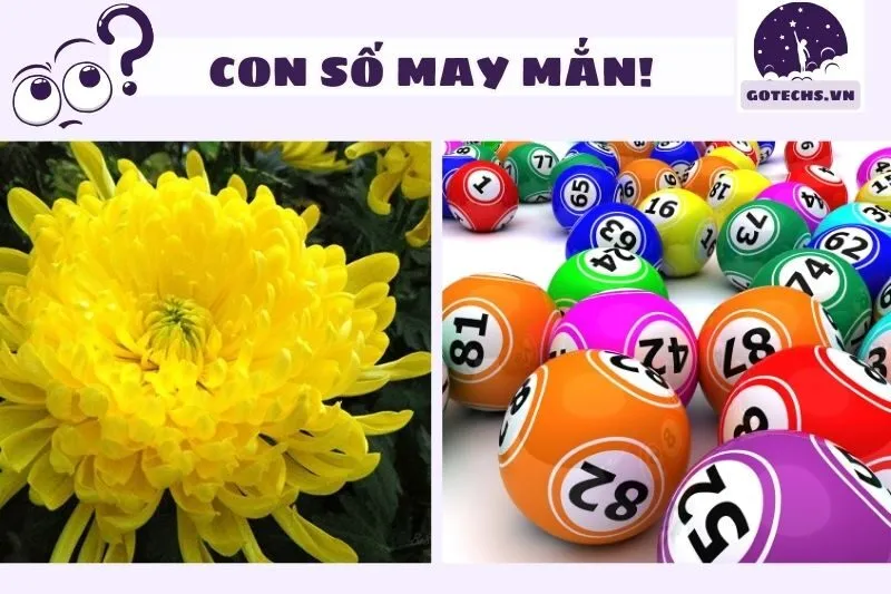 Con số may mắn liên quan đến hoa cúc trong giấc mơ