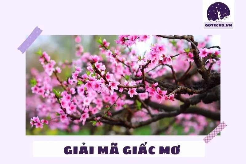 Ý nghĩa của nằm mơ thấy hoa đào