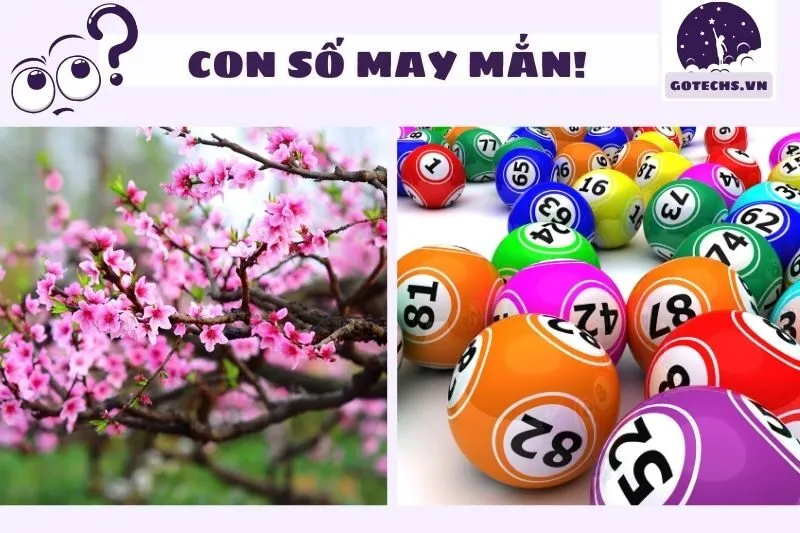 Con số may mắn liên quan đến giấc mơ thấy hoa đào