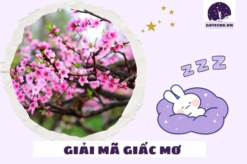 Các giấc mơ liên quan đến hoa đào và ý nghĩa đặc biệt