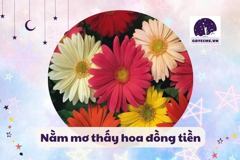 Nằm mơ thấy hoa đồng tiền
