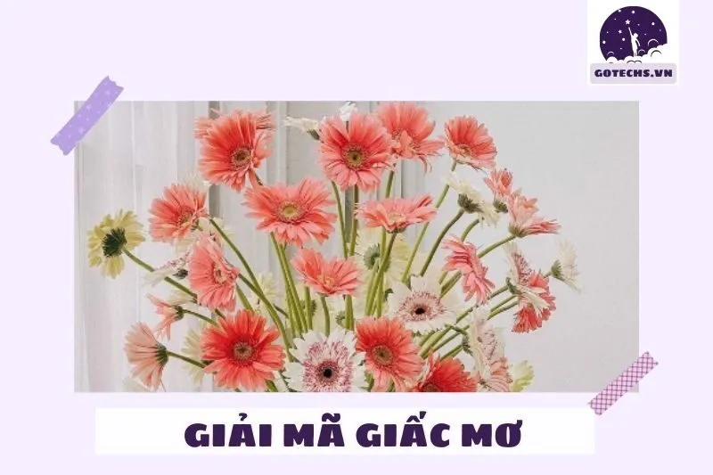 Ý nghĩa nằm mơ thấy hoa đồng tiền