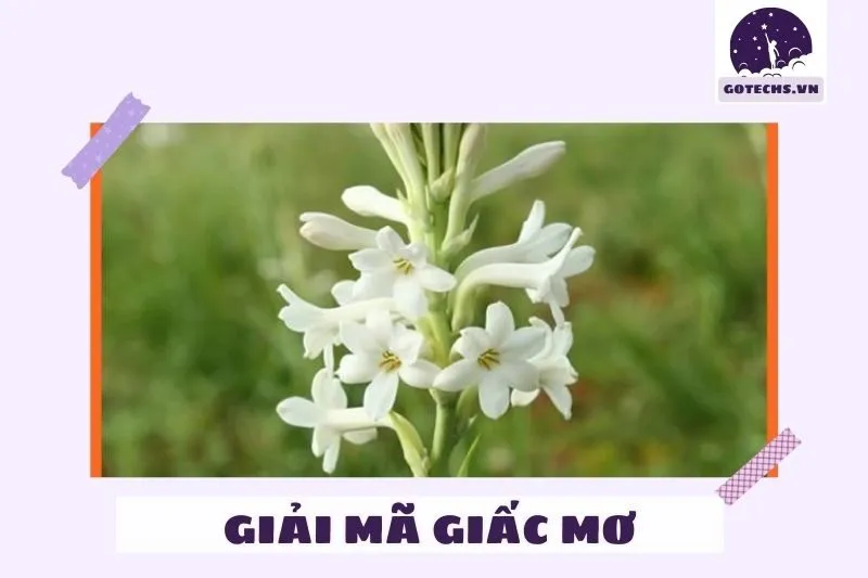 Giải mã nằm mơ thấy hoa huệ