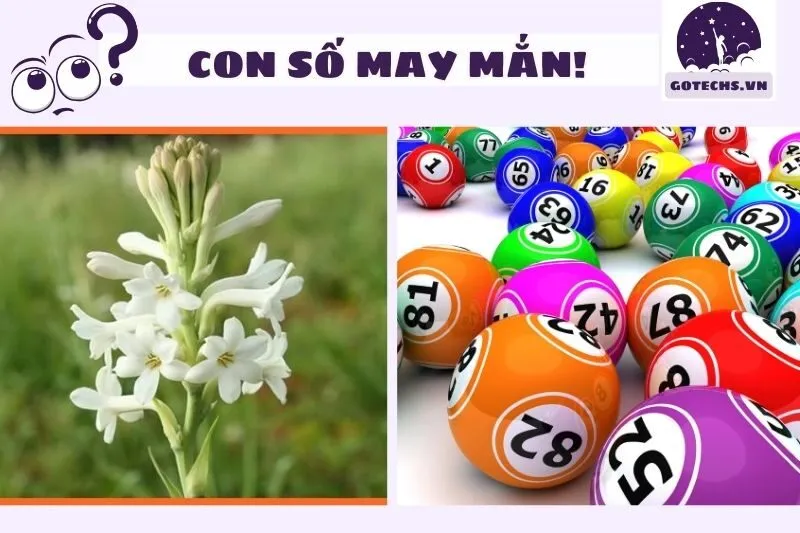 Con số may mắn liên quan đến hoa huệ