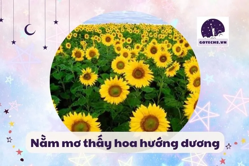nằm mơ hoa hướng dương