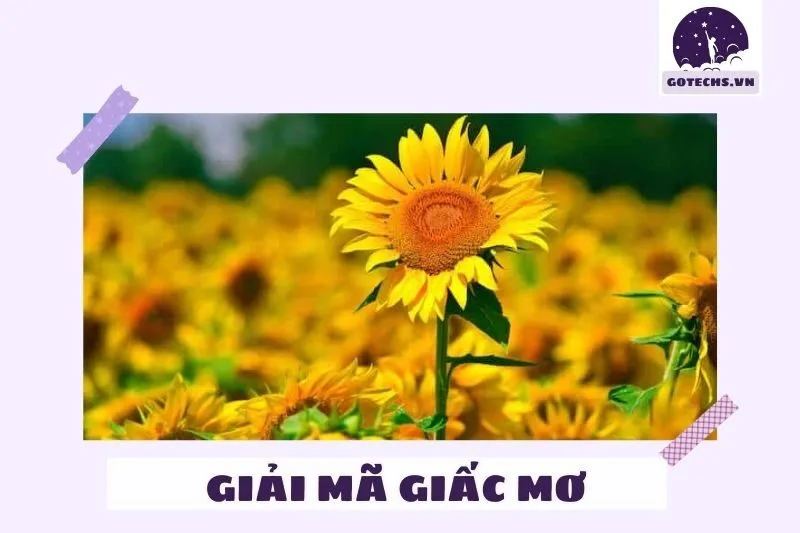 Ý nghĩa của nằm mơ thấy hoa hướng dương
