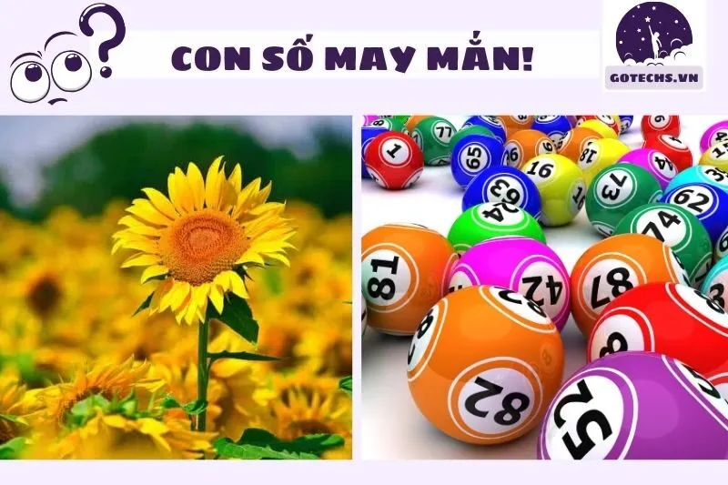 Con số may mắn liên quan đến nằm mơ hoa hướng dương