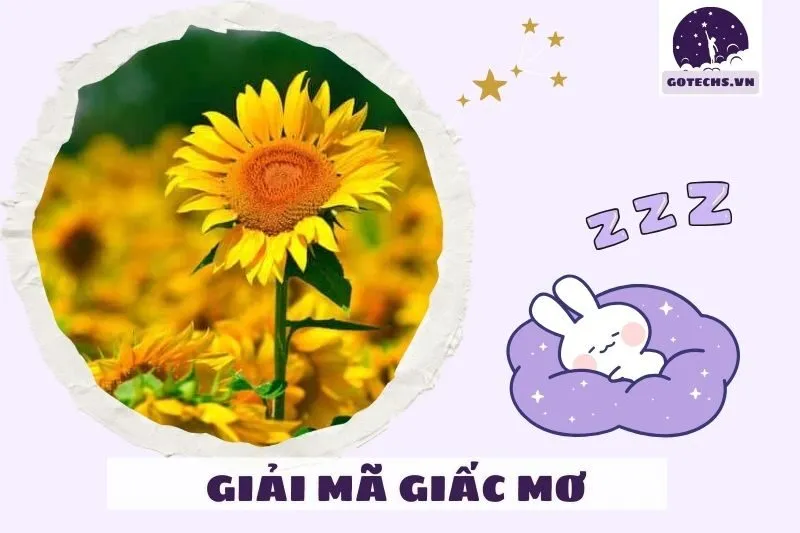 Các trường hợp cụ thể trong giấc mơ thấy hoa hướng dương