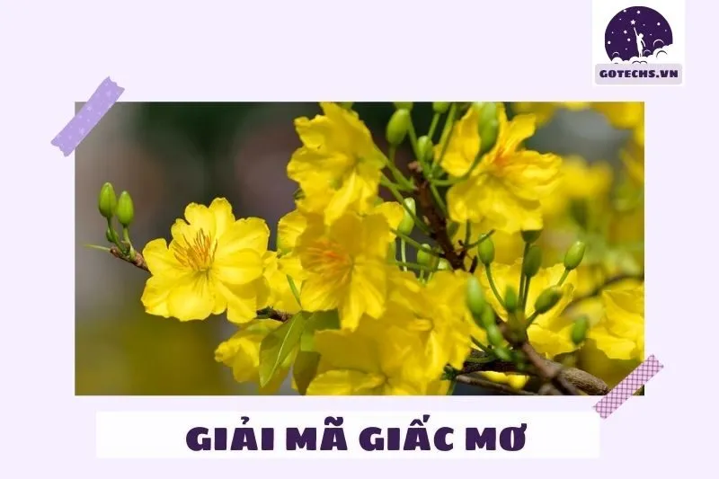 Ý nghĩa của việc nằm mơ thấy hoa mai là gì?