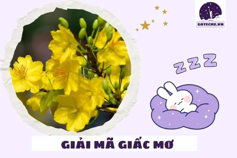 Giải mã các tình huống khác nhau khi mơ thấy hoa mai